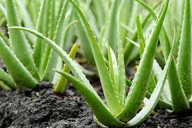 How to Propagate Aloe vera From Leaf