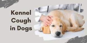 Kennel Cough In Dogs