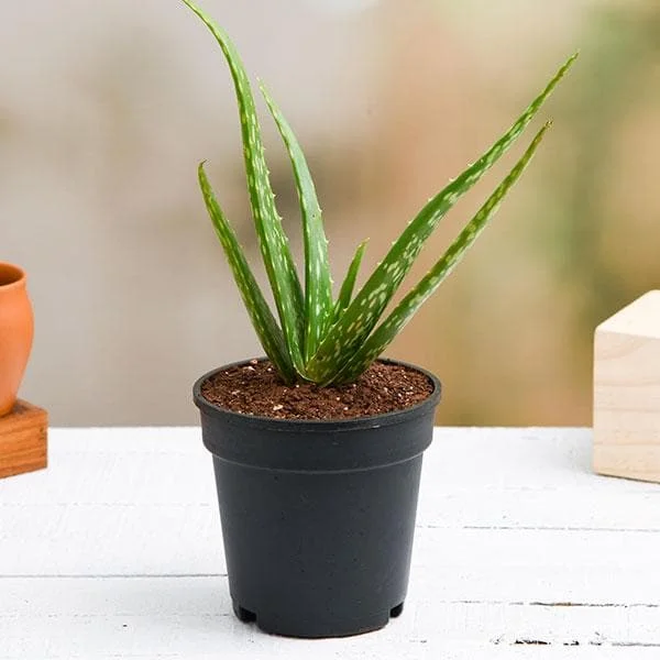 How to Propagate Aloe vera From Leaf