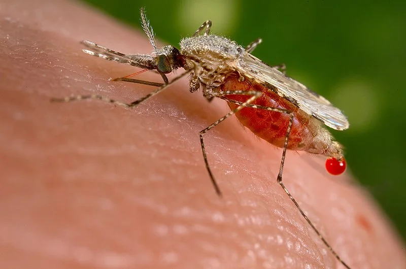 7 warning signs of dengue fever