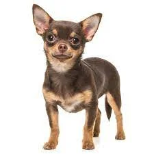 chihuahua dog price in india